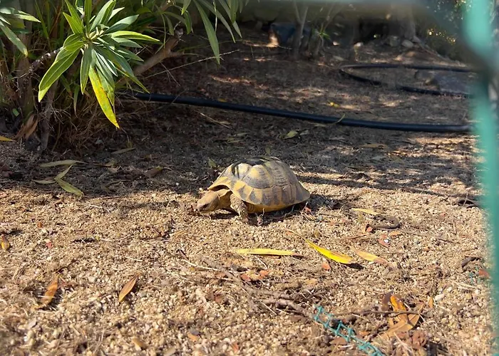 Aura Club Aparthotel